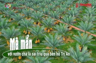 [Video] Mê mẩn với vườn chà là sai trĩu quả bên hồ Trị An