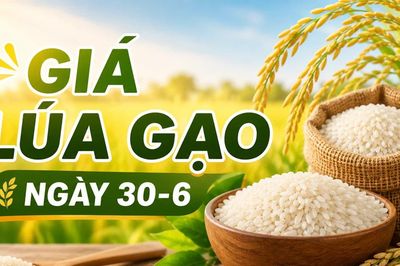 Giá lúa gạo ngày 30-6: Gạo nguyên liệu xuất khẩu CL 555 tăng lên 9.300 đồng/kg