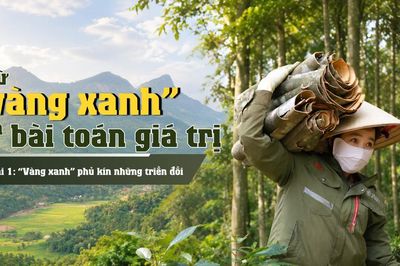 Bài 1: 'Vàng xanh' phủ kín những triền đồi