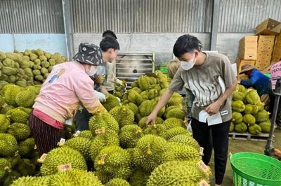 Từ vườn mẫu đến vùng trồng sầu riêng xuất khẩu