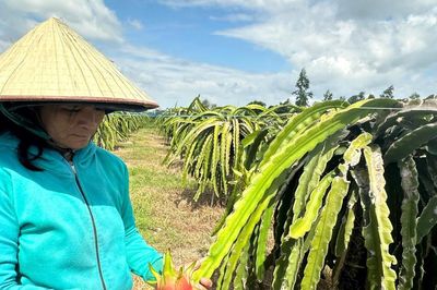 Thanh long hiếm hàng, tăng giá thời điểm giao mùa