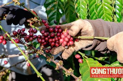 Giá cà phê hôm nay 30/6: Việt Nam chiếm 20% thị phần cà phê nhập khẩu của EU