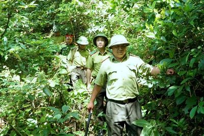 Hạt Kiểm lâm khu vực Trùng Khánh phát hiện và xử lý 9 vụ vi phạm pháp luật trong lĩnh vực lâm nghiệp