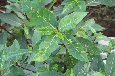 5 công dụng nổi bật của lá sung ít người biết