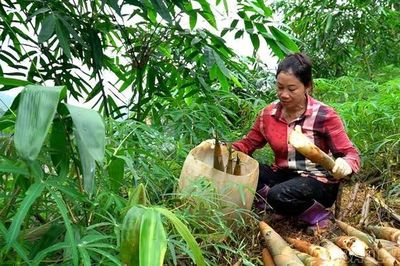 Lào Cai phát huy lợi thế tre măng Bát độ gắn với chế biến và xuất khẩu