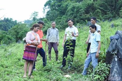 Điện Biên chuyển đổi cơ cấu cây trồng, mở hướng phát triển nông nghiệp bền vững