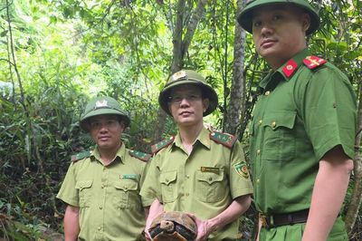 Thả rùa núi vàng quý hiếm về rừng Pù Hoạt