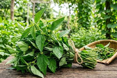 5 lợi ích của rau đay đối với sức khỏe