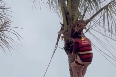Hai mẹ con chơi dù bay mắc kẹt trên ngọn dừa ở Hạ Long