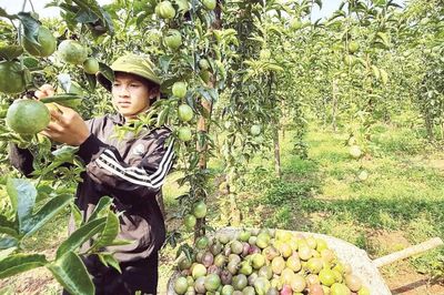 Mở 'luồng xanh' rau quả sang Trung Quốc