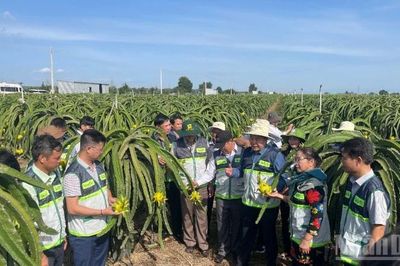 Lâm Đồng định vị thương hiệu 'Bản giao hưởng xanh'