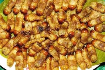 Vĩnh Long nghiêm cấm nhân nuôi, phát tán đuông dừa trái phép