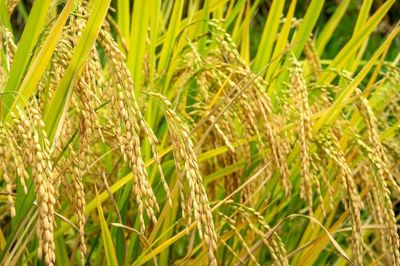 Tương lai ngành lúa gạo Việt Nam sẽ ra sao trong 10 năm tới?
