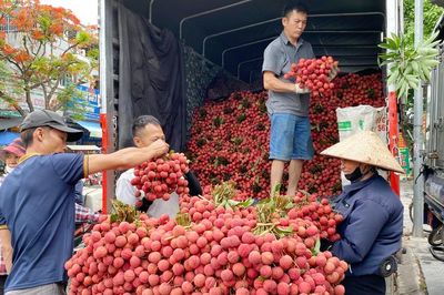 Vải thiều Bắc Ninh lập kỷ lục doanh thu hơn 7.200 tỷ đồng