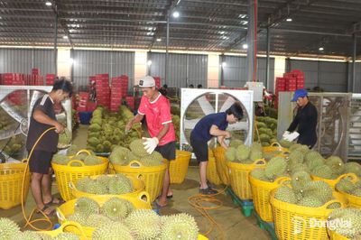 Nâng cao giá trị trái sầu riêng