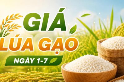 Giá lúa gạo ngày 1-7: Một số loại lúa tươi giảm thêm 100 đồng/kg