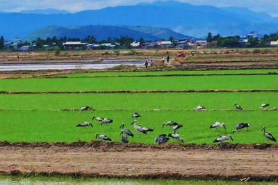 Đàn cò ốc quý hiếm xuất hiện trên cánh đồng lúa Phú Thiện