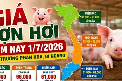 Giá lợn hơi hôm nay 1/7: Miền Bắc chỉ còn 2 nơi đạt 67.000 đồng/kg