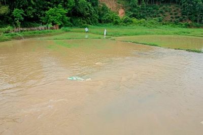 Mưa lớn và dông gây thiệt hại hơn 33 ha cây trồng tại xã Trấn Yên