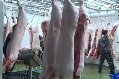 Lâm Đồng tăng cường xử lý vi phạm trong hoạt động chăn nuôi