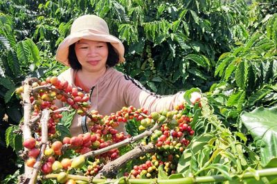 Đăk Hà vun bồi giá trị cho hạt cà phê vươn tầm