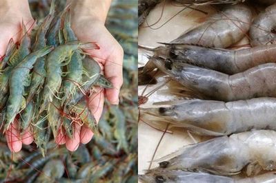 Đi chợ chỉ cần nhìn vào chỗ này là biết ngay tôm tươi hay để lâu, nhiều người mua thường xuyên vẫn chưa biết
