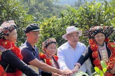 Bảo tồn giá trị chè Shan tuyết cổ thụ theo hướng kết hợp khoa học, phát triển hữu cơ