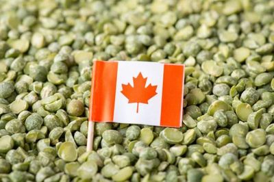 Trung Quốc áp biện pháp chống bán phá giá với tinh bột đậu Hà Lan từ Canada
