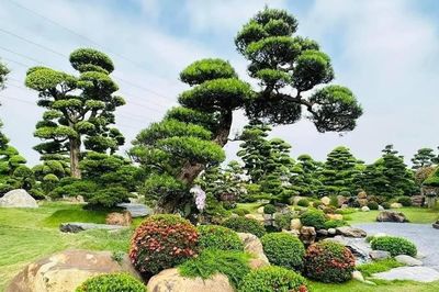 Trồng cây gì cho sân vườn biệt thự đẹp và sang?