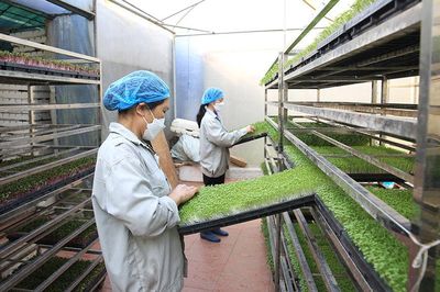 Mở rộng sản xuất theo tiêu chuẩn VietGAP: Gia tăng giá trị nông sản Thủ đô