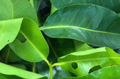 Lá vối có tác dụng gì? Những lợi ích với sức khỏe theo y học cổ truyền