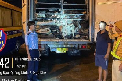 Xe tải đông lạnh chở gần 9 tấn da trâu muối không rõ nguồn gốc