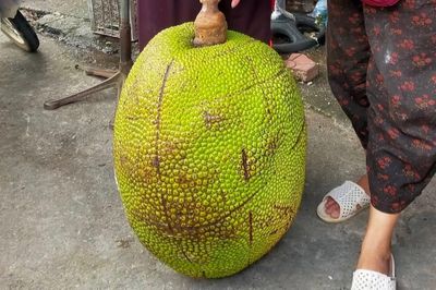 Quả mít 53 kg khiến cả chợ kéo đến xem ở Lạng Sơn
