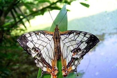 Loài bướm Việt Nam gây sốt vì có đôi cánh giống hệt bản đồ cổ