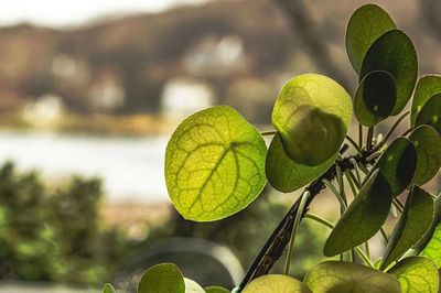 Lá cây đồng tiền Trung Quốc ẩn chứa một quy luật toán học uyên thâm