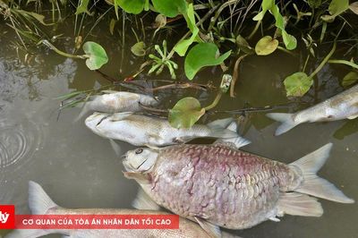 Hàng tấn cá chết bất thường trên sông Lam