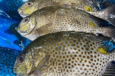 Những loại cá ít người biết nhưng cực kỳ ngon trong ẩm thực địa phương
