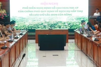 Nghị định 180 mở đường hình thành thị trường carbon rừng