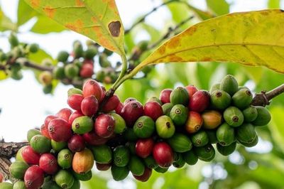 Nỗ lực bảo vệ tương lai cà phê trước biến đổi khí hậu