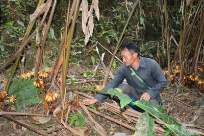 Biến 'vàng xanh' thành sinh kế bền vững