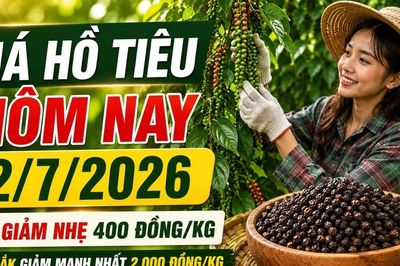Giá hồ tiêu hôm nay 2/7: Giảm nhẹ 400 đồng/kg, Đắk Lắk mất 2.000 đồng/kg