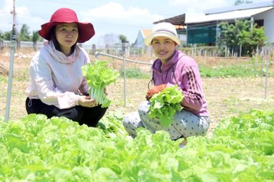 Hiệu quả từ những vườn rau gia đình