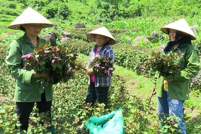 Trồng cây phù hợp với sự biến đổi thời tiết nắng nóng