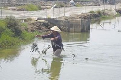 Bản đồ sức khỏe cho đầm phá Tam Giang - Cầu Hai