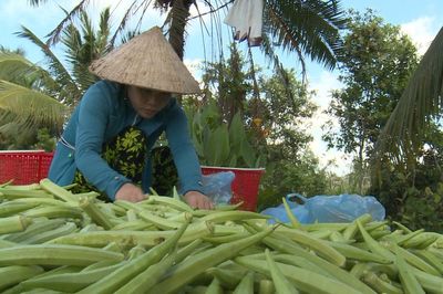 Sở hữu trí tuệ – chuyển đổi số: 'đòn bẩy kép' nâng tầm giá trị từ cánh đồng Mỹ Thạnh