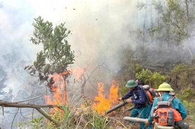 Nghệ An: Chủ tịch UBND xã, phường chịu trách nhiệm nếu để cháy rừng diện rộng, gây thiệt hại lớn