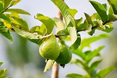 Uống nước lá ổi thay thuốc, người đàn ông Hà Nội có đường huyết tăng gấp đôi