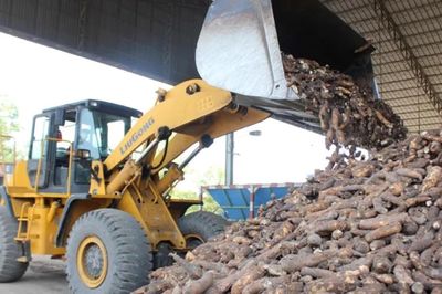 Phát triển vùng nguyên liệu cho xăng E10