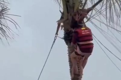 Quảng Ninh: Sự cố hi hữu dù bay lúc hạ cánh 2 mẹ con bị mắc kẹt trên ngọn dừa