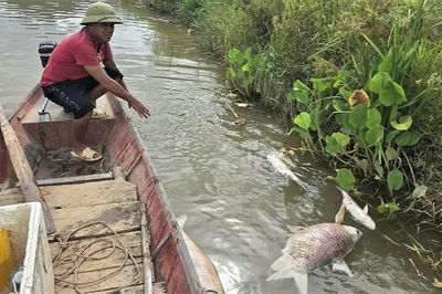 Lại xuất hiện tình trạng cá nuôi chết bất thường hàng loạt trên sông Lam